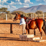 What to Expect in Your First Month of Horse Training - Featured Image