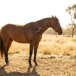 brown horse with a person nearby and water bucket in dry field, showing hot weather horse anxiety.
