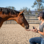 woman holding a clicker training a bay horse in an arena, demonstrating clicker training for horses.